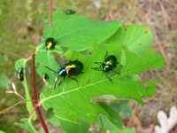 IMG_1631.JPG